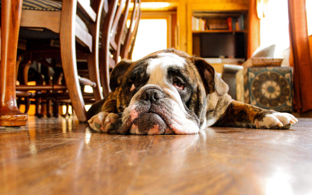 Wagging Away Worry: The Hilarious Side of Bioresonance for Stressed-out Pups